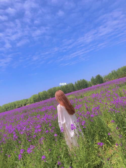 平舆芝麻小镇