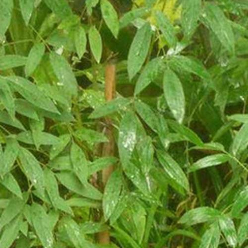 木豆叶的功效与作用,木豆叶的副作用-药效-用法-图片