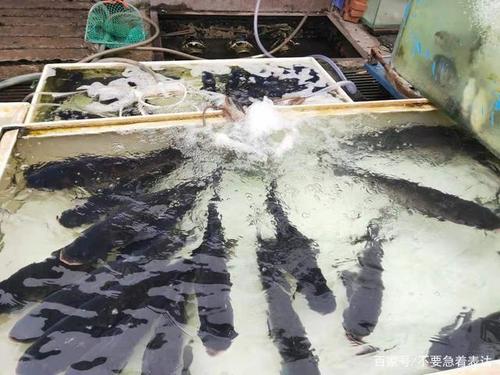 过年都吃活鱼,市场上的死鱼堆积,都去那里了?是去饭店