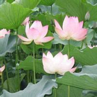 荷花微信头像图片大全【点击鼠标右键下载】