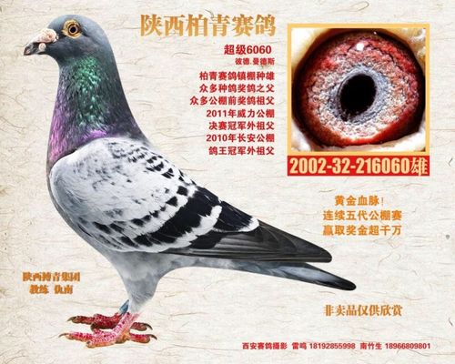 众多种鸽奖鸽之父,2011年威力公棚决赛冠军外祖父,2010年长