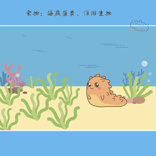 海参小知识