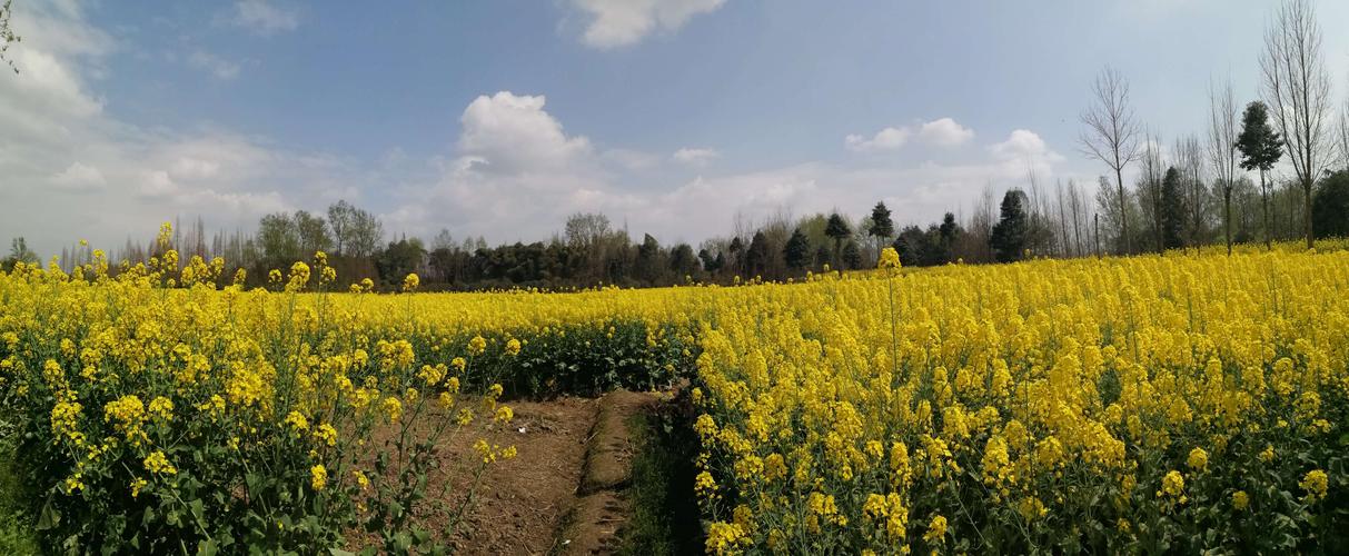 青龙湖樱花及崇州重庆路油菜花