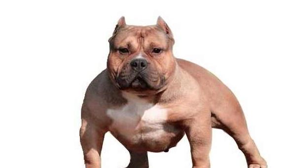 恶霸犬多少钱一只?_美国