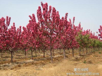 北美海棠苗,北美海棠苗价格,北美海棠苗基地