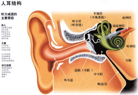 耳的结构图