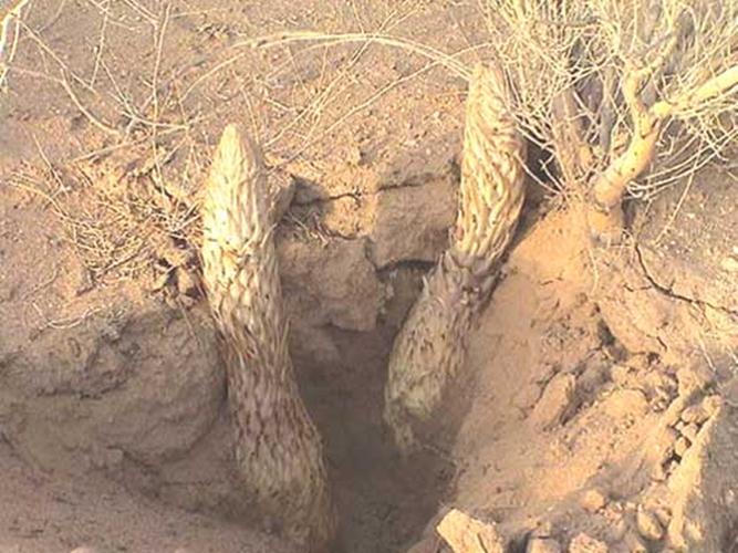 甜酒酿的功效与作用(7大作用分享)