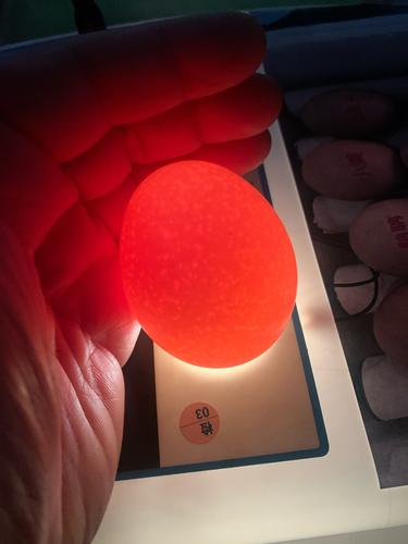 孵化日记之——-小美破了个洞