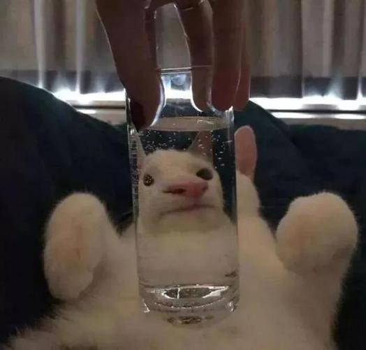 微信头像朋友圈背景图 可爱又沙雕的头像谁不爱呢?