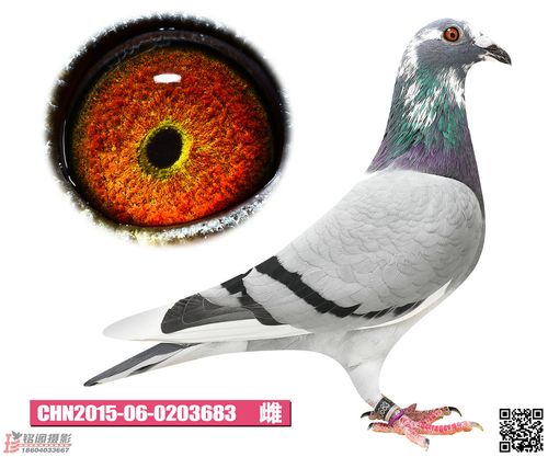 罗尼—凡瑞特武器号家族