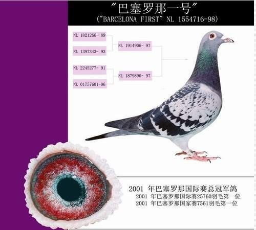 美籍华人超级鸽迷余柏华