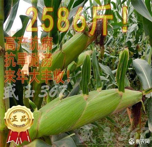 [盛玉367批发] 盛玉367高产玉米种子价格60元/袋