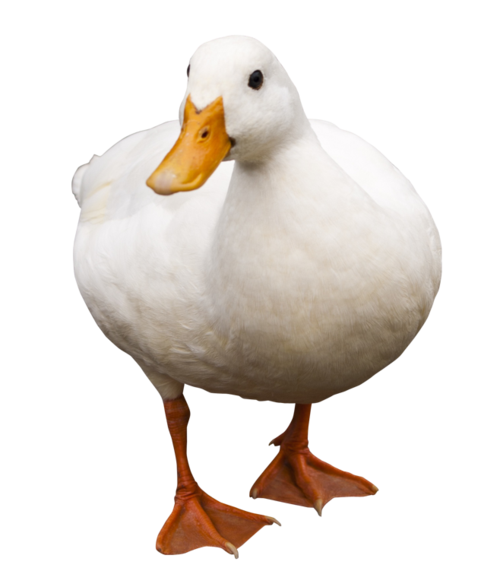 duck png transparent image - pngpix : duck png transparent image
