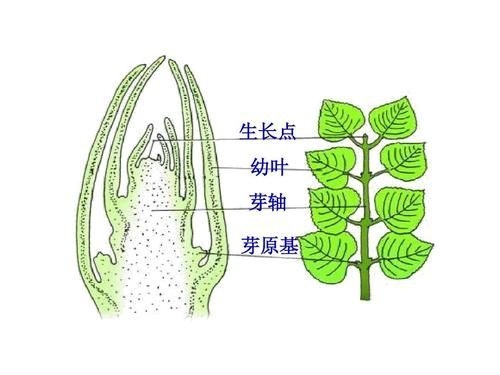 胚子植物的一生手抄报 蚕的一生手抄报