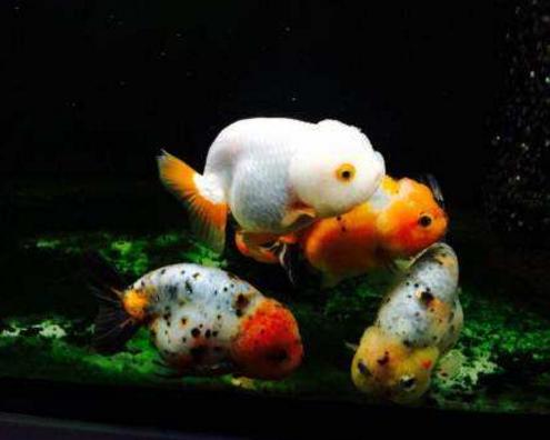 兰寿金鱼有什么饲养方法