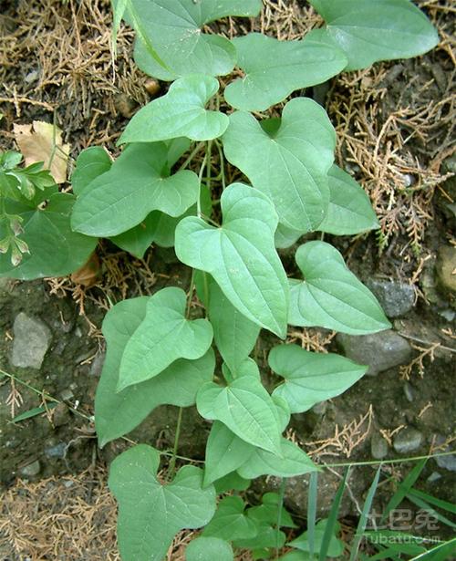 穿地龙种植技术分享