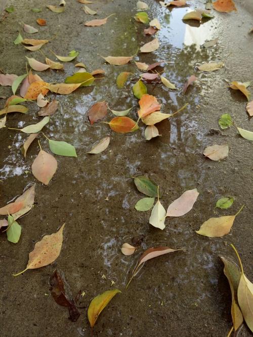 风吹叶落,有雨滴汇聚成另一片天空,接纳你所有