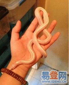 大花钻,薰衣草王蛇