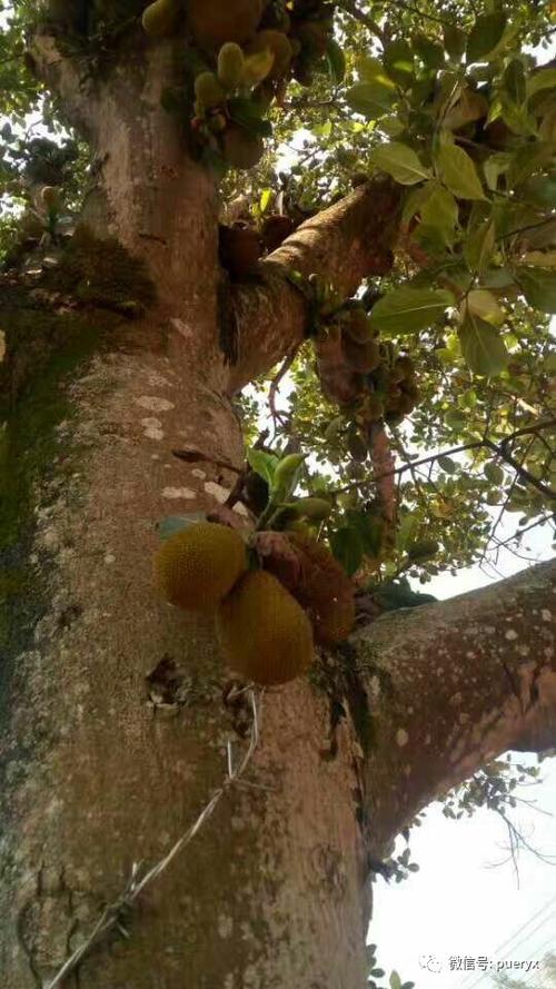 大牛肚子果