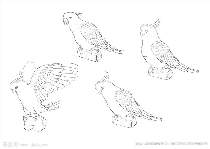 手绘鹦鹉图片