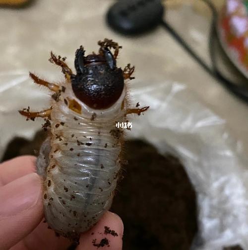 独角仙成长记_昆虫_宠物_宠物其他