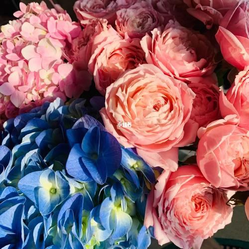 粉蝴蝶 玫瑰超长待机养护攻略_醒花_玫瑰花_花艺_家居家装_家居装饰