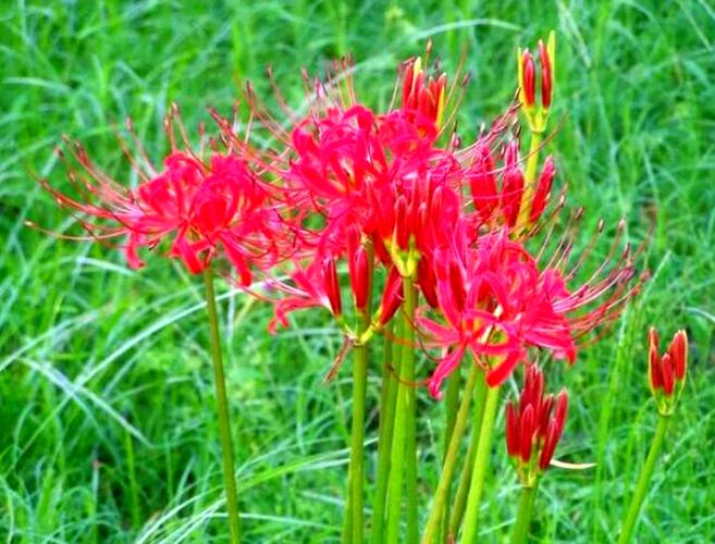 江南春.彼岸花(词林正韵)