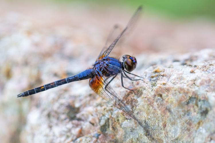 自然生态乐仙蜻蜓