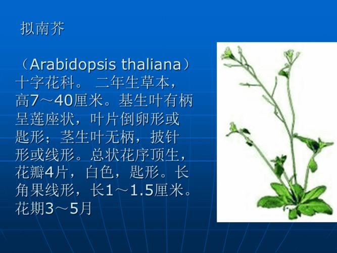 拟南芥基因组