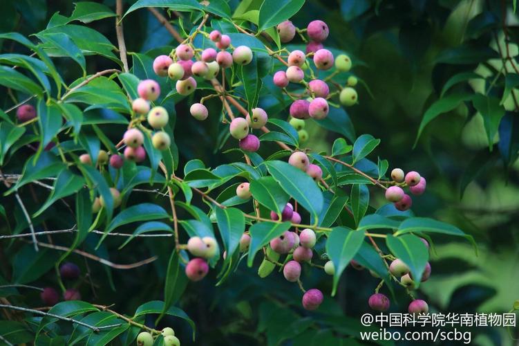肖蒲桃(syzygium acuminatissimum),别名荔枝母,火炭木,桃金娘科常绿