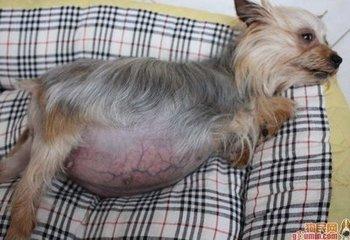 母狗怀孕有什么征兆 照顾怀孕狗狗要注意什么