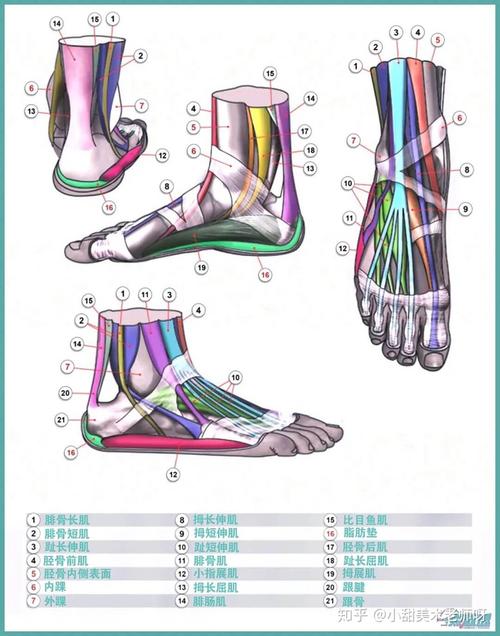 人艺美术速写教程:脚的肌肉与骨骼