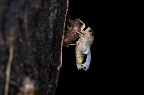 金蝉脱壳
