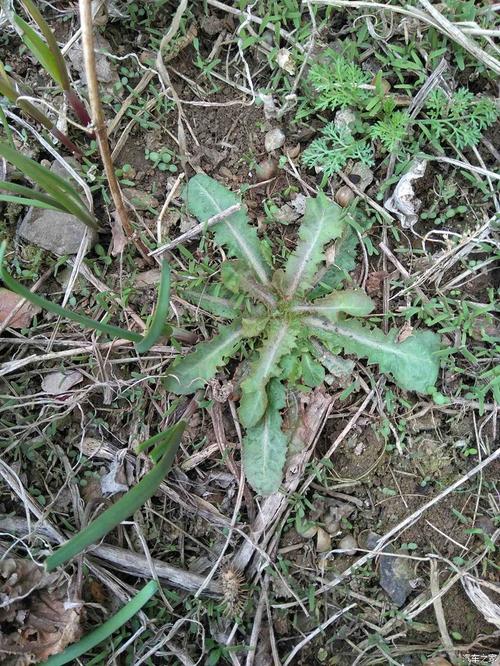 找到,这就是苦丁菜,很美味菜肴