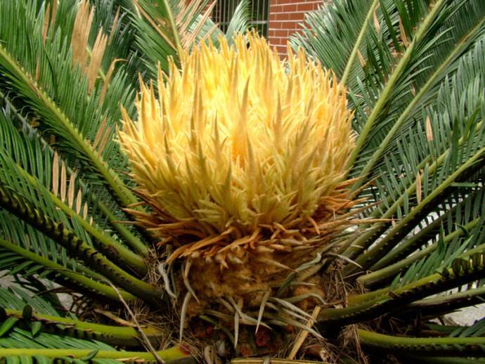 三重植物_台湾深层补水喷雾供应_洛施花舍