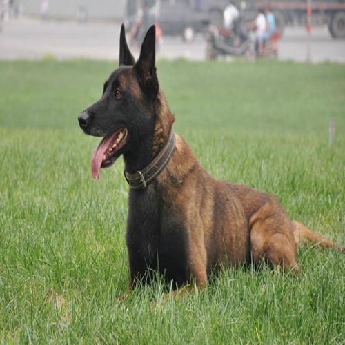 纯种比例时马犬一般多少钱一只 3个月的幼犬图片