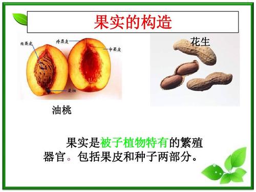 植物的果实ppt