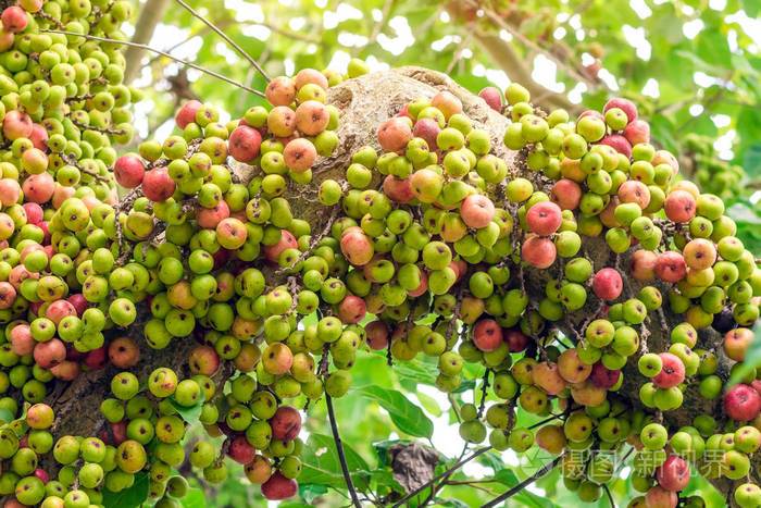 无花果(无花果)室外榕树上的绿色和红色果实.榕树果又