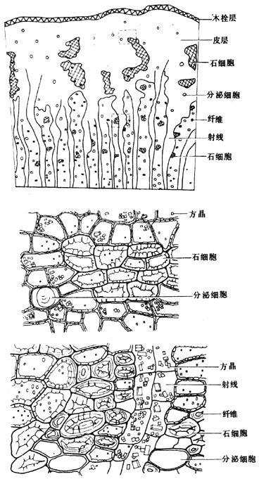 银叶桂皮横切面上:简图(×21)下:详图(×300)