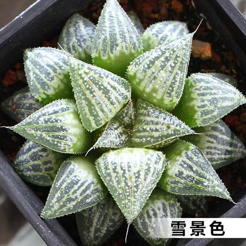 春盛园艺 雪景色寿 十二卷多肉植物 大颗的已成株_7折现价19.5元