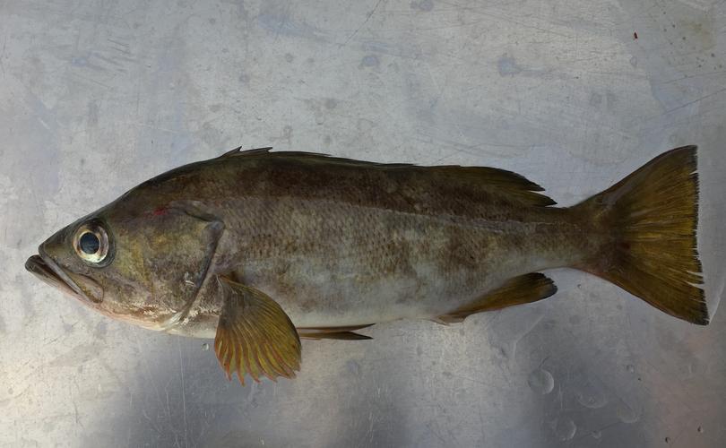 tuna fishing charters yellow tail rockfish