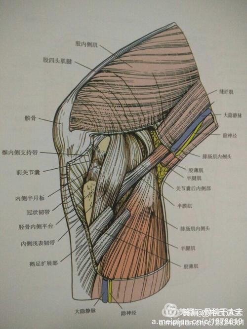 4字位关节镜下腘窝囊肿切除术