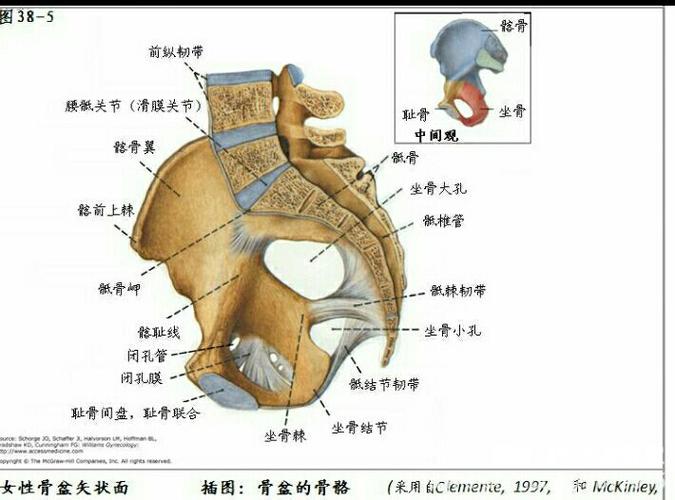 骨盆解剖生物力学