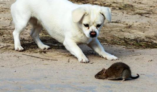 "齐国有个善于鉴别狗的人,他的邻居请他买只抓老鼠的狗,等了一年才