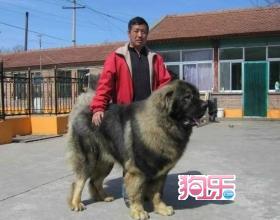 巨型熊版高加索犬 签购犬协议 保纯种保成活