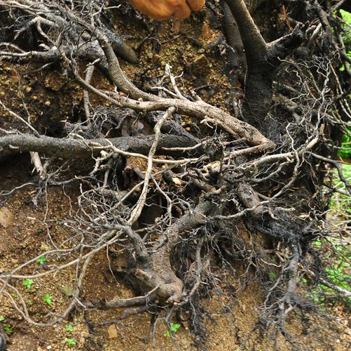 长白山野生山核桃树根 核桃树枝 生活调查推荐