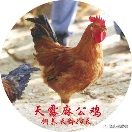 温氏特色品种天露麻鸡