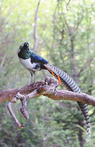 甘孜州首个野生鸟类野摄基地的高原唤鸟人