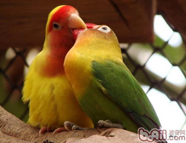 如何分辨牡丹鹦鹉的公母?