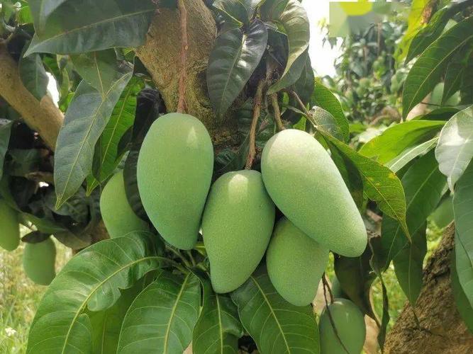 让你吃一口就忘不掉的金煌芒来了